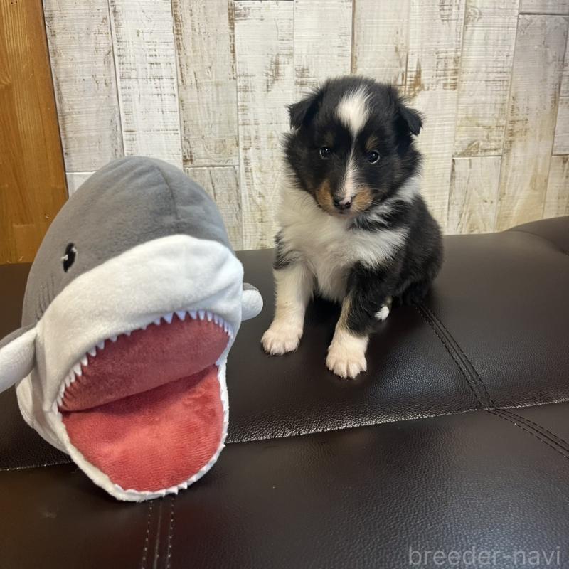 販売中の三重県のシェットランドシープドッグ(シェルティ)-441792の1枚目