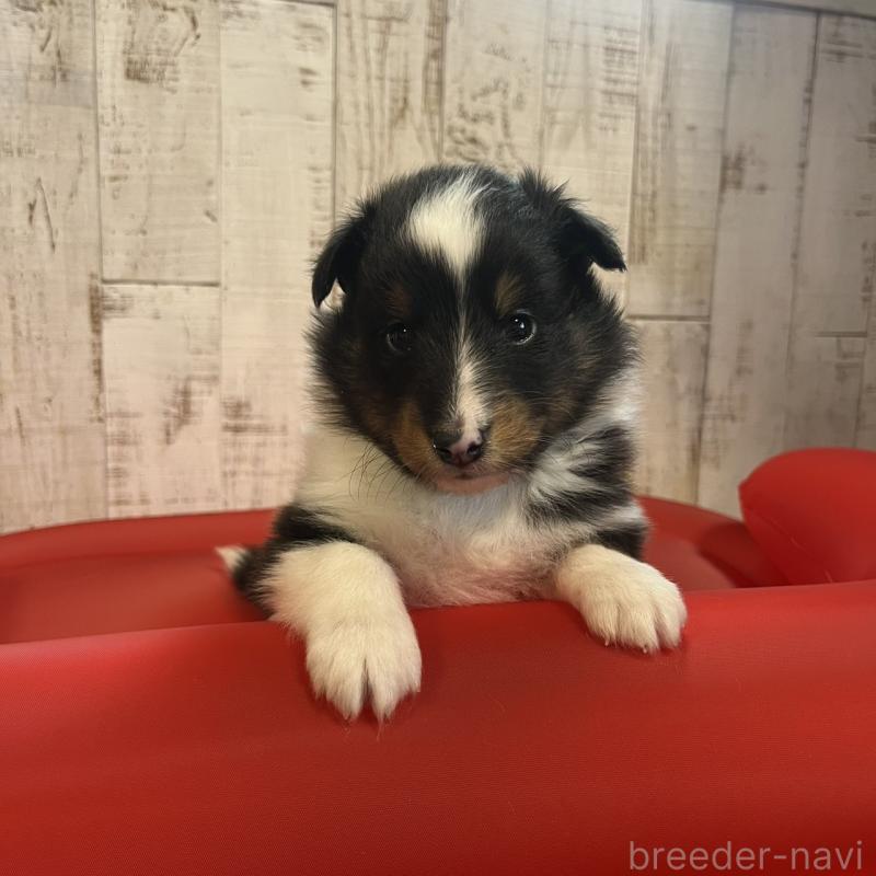 販売中の三重県のシェットランドシープドッグ(シェルティ)-441792の7枚目