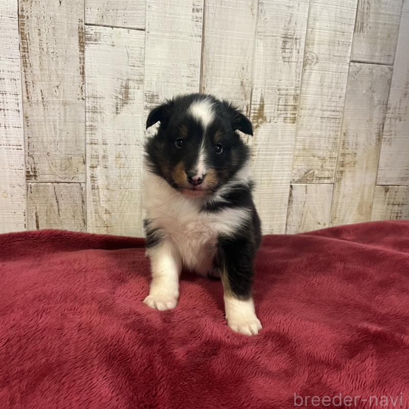 販売中の三重県のシェットランドシープドッグ(シェルティ)-441792の6枚目