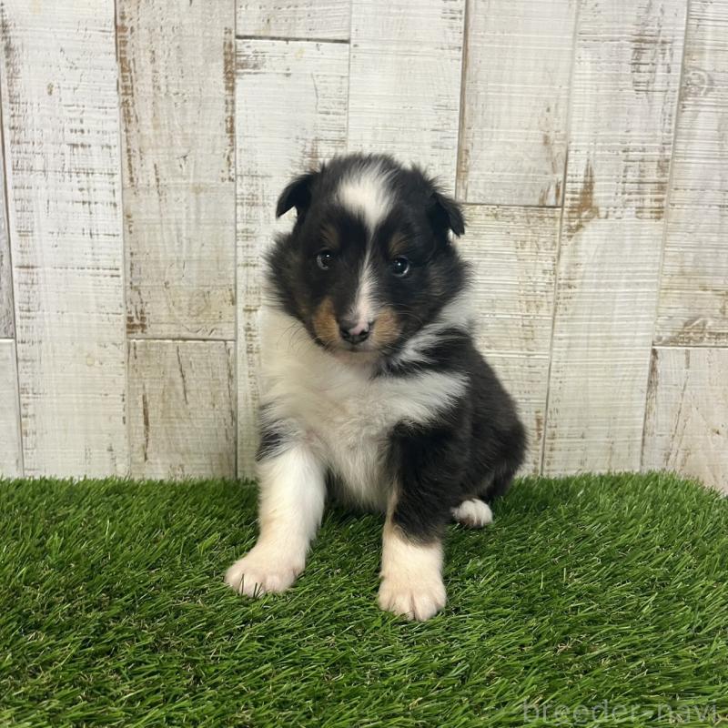 販売中の三重県のシェットランドシープドッグ(シェルティ)-441792の5枚目