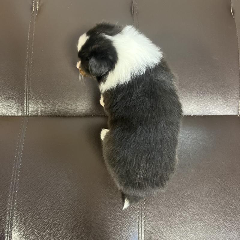 販売中の三重県のシェットランドシープドッグ(シェルティ)-441792の4枚目