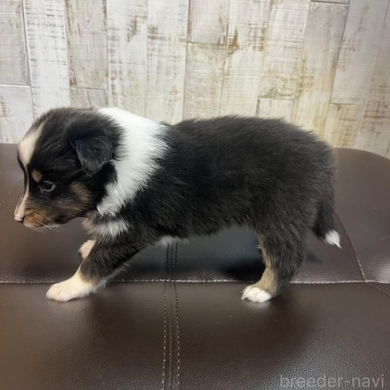販売中の三重県のシェットランドシープドッグ(シェルティ)-441792の3枚目