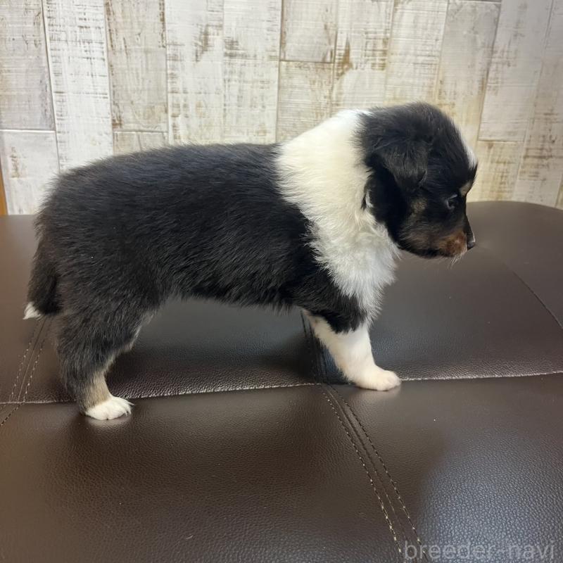 販売中の三重県のシェットランドシープドッグ(シェルティ)-441792の2枚目