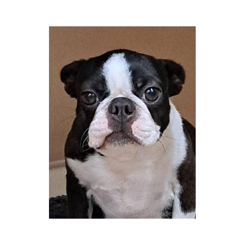 パンジー ちゃんちゃん1枚目