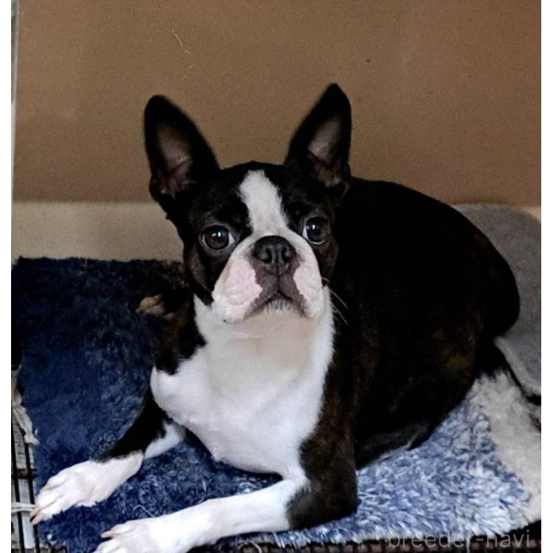 パンジー ちゃんちゃん1枚目