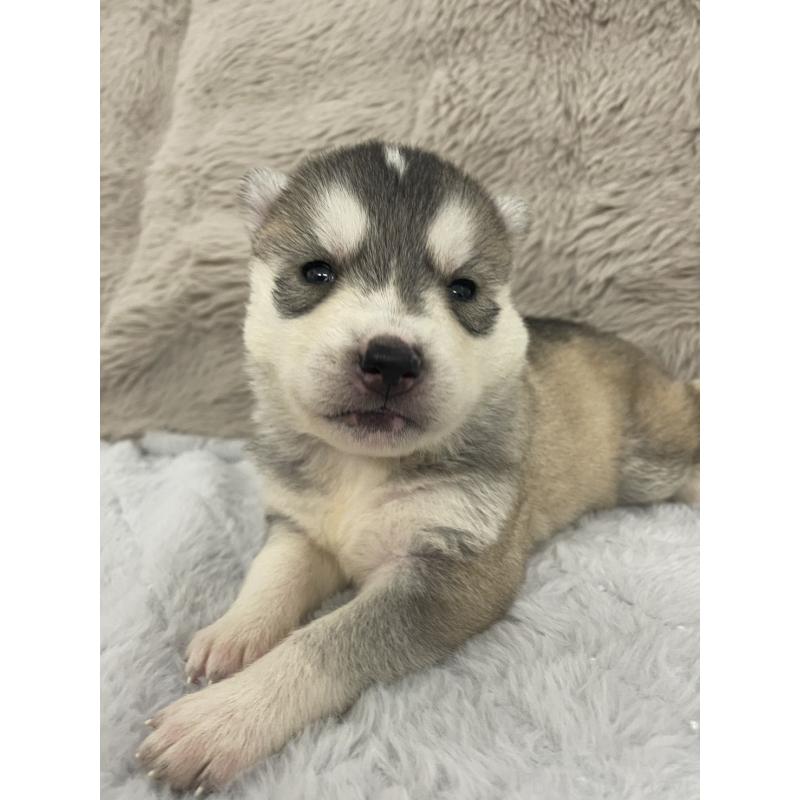 販売中の青森県のシベリアンハスキー-441800の7枚目