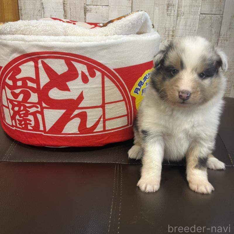 販売中の三重県のシェットランドシープドッグ(シェルティ)-441795