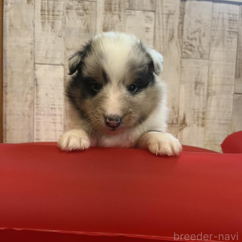 販売中の三重県のシェットランドシープドッグ(シェルティ)-441795の7枚目