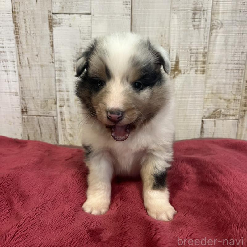 販売中の三重県のシェットランドシープドッグ(シェルティ)-441795の6枚目