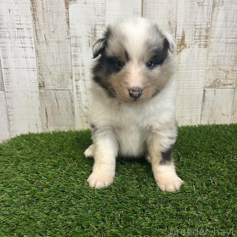 販売中の三重県のシェットランドシープドッグ(シェルティ)-441795の5枚目