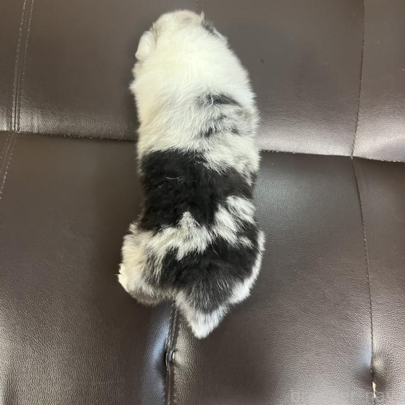 販売中の三重県のシェットランドシープドッグ(シェルティ)-441795の4枚目