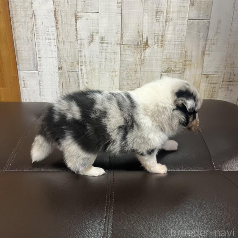 販売中の三重県のシェットランドシープドッグ(シェルティ)-441795の3枚目