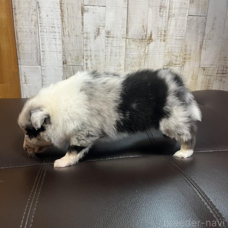 販売中の三重県のシェットランドシープドッグ(シェルティ)-441795の2枚目