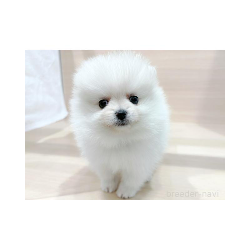 販売中の東京都のポメラニアン-441796の1枚目