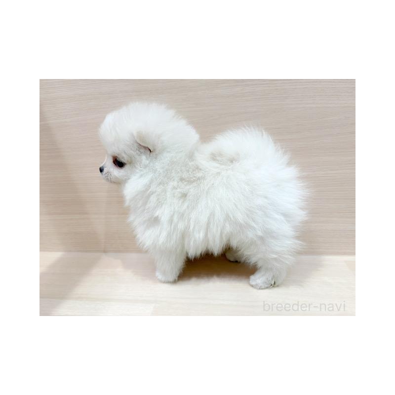 販売中の東京都のポメラニアン-441796の5枚目