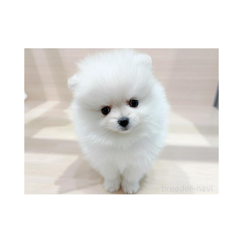 販売中の東京都のポメラニアン-441796の4枚目