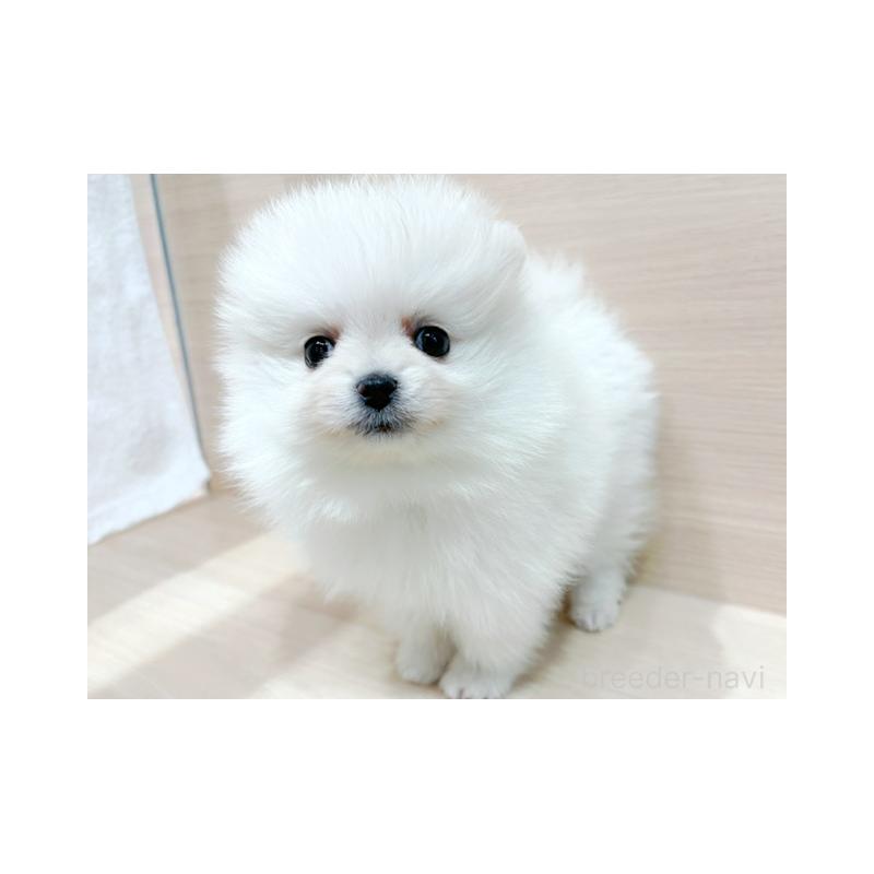 販売中の東京都のポメラニアン-441796の3枚目