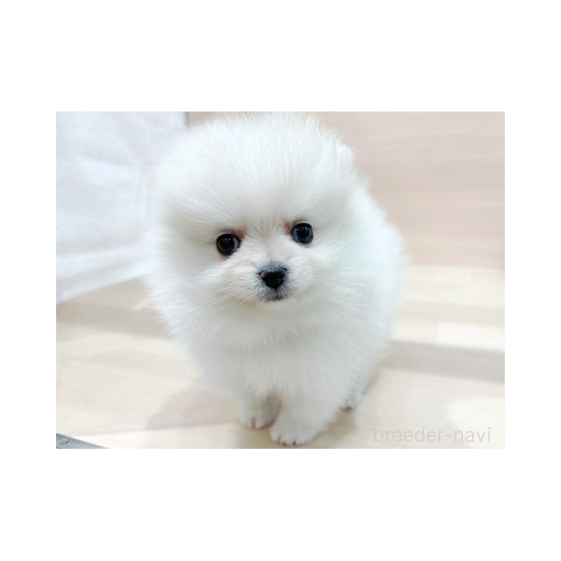 販売中の東京都のポメラニアン-441796の2枚目