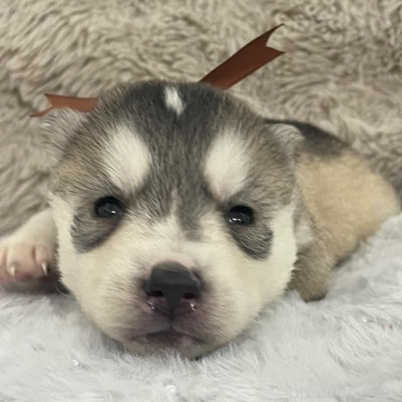 販売中の青森県のシベリアンハスキー-441800の6枚目