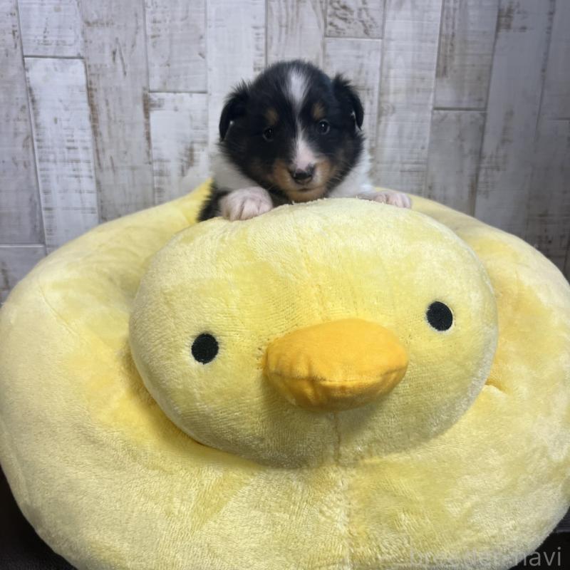 販売中の三重県のシェットランドシープドッグ(シェルティ)-441797