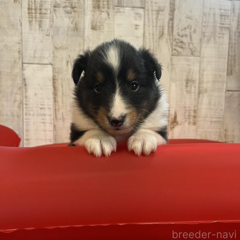 販売中の三重県のシェットランドシープドッグ(シェルティ)-441797の7枚目