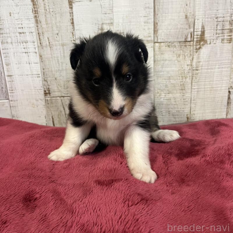 販売中の三重県のシェットランドシープドッグ(シェルティ)-441797の6枚目