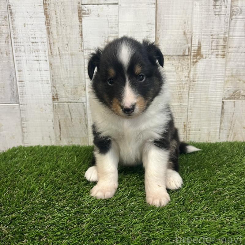 販売中の三重県のシェットランドシープドッグ(シェルティ)-441797の5枚目