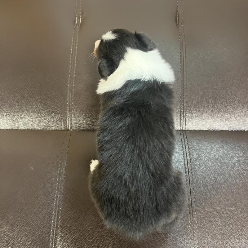 販売中の三重県のシェットランドシープドッグ(シェルティ)-441797の4枚目