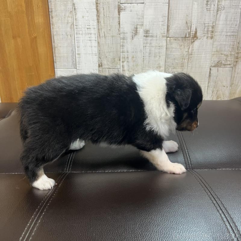 販売中の三重県のシェットランドシープドッグ(シェルティ)-441797の3枚目