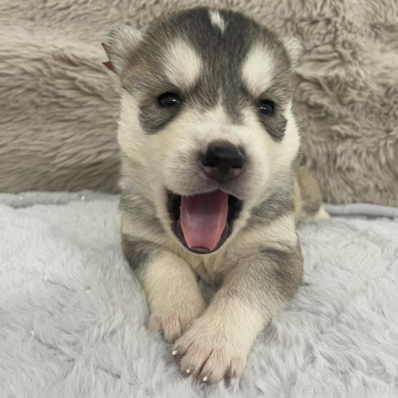 販売中の青森県のシベリアンハスキー-441800の5枚目