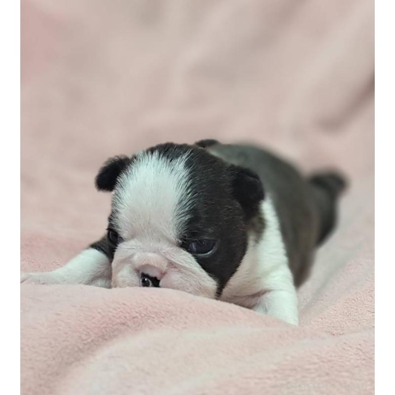 販売中の茨城県のボストンテリア-441798の3枚目