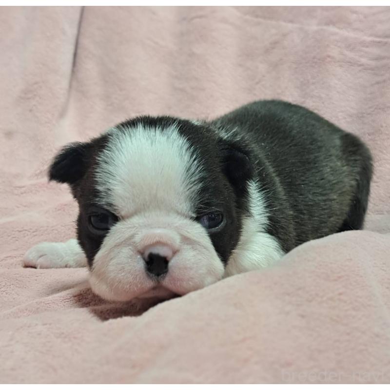 販売中の茨城県のボストンテリア-441798