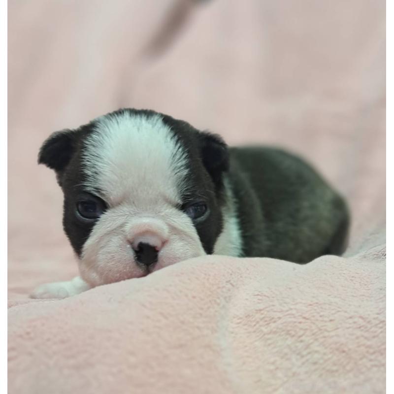 販売中の茨城県のボストンテリア-441798の2枚目