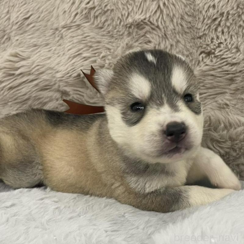 販売中の青森県のシベリアンハスキー-441800の3枚目