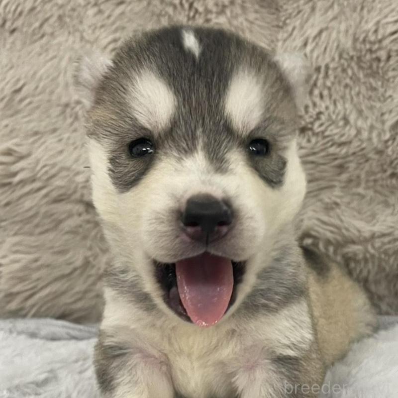 販売中の青森県のシベリアンハスキー-441800