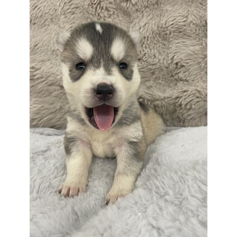 販売中の青森県のシベリアンハスキー-441800の2枚目