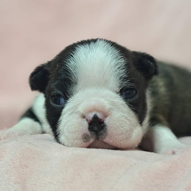 販売中の茨城県のボストンテリア-441801の1枚目