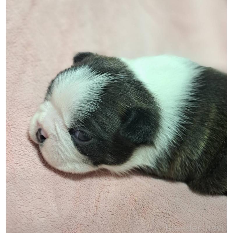 販売中の茨城県のボストンテリア-441801の3枚目