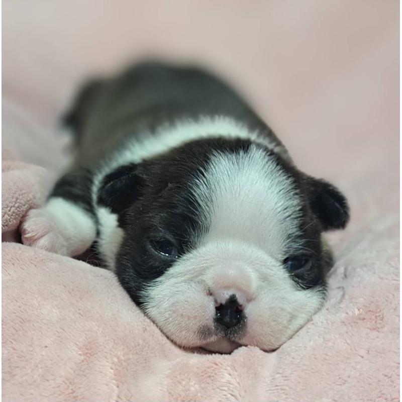 販売中の茨城県のボストンテリア-441801の2枚目