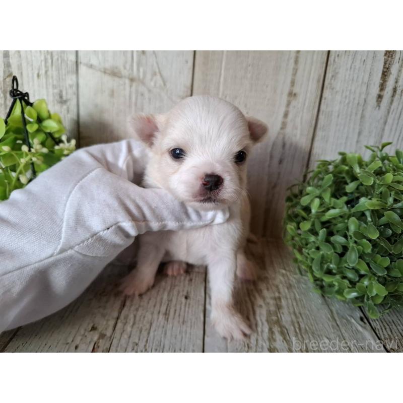 販売中の千葉県のチワワ(ロングコート)-441803の1枚目