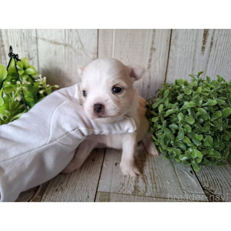 販売中の千葉県のチワワ(ロングコート)-441803の10枚目