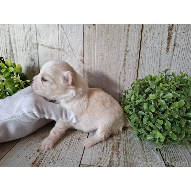 販売中の千葉県のチワワ(ロングコート)-441803の9枚目