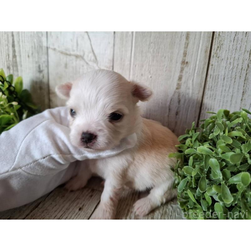 販売中の千葉県のチワワ(ロングコート)-441803の8枚目