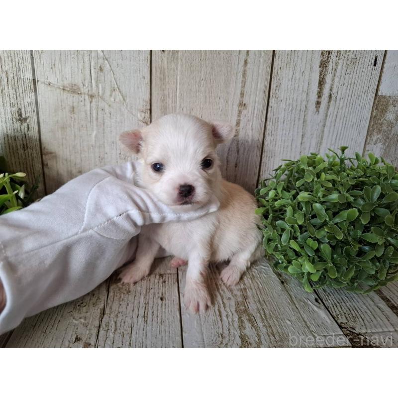 販売中の千葉県のチワワ(ロングコート)-441803の7枚目