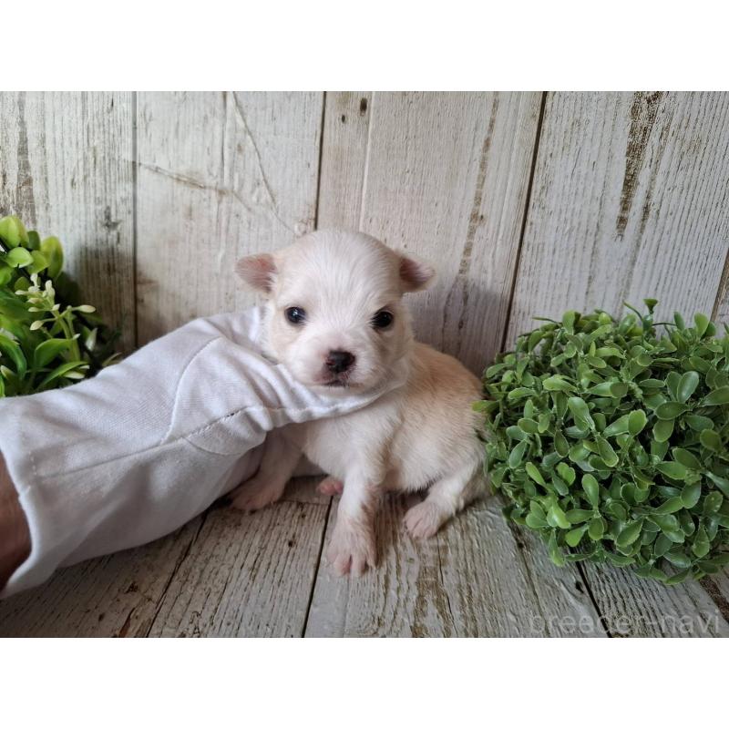 販売中の千葉県のチワワ(ロングコート)-441803の6枚目