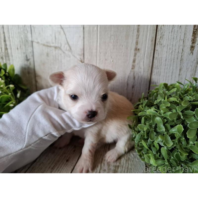 販売中の千葉県のチワワ(ロングコート)-441803の5枚目