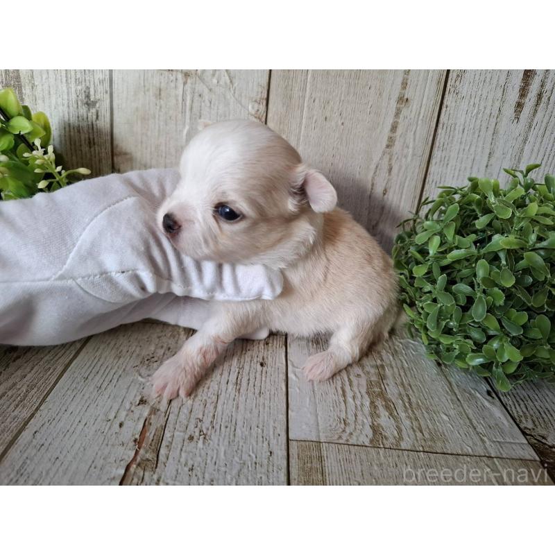 販売中の千葉県のチワワ(ロングコート)-441803の4枚目