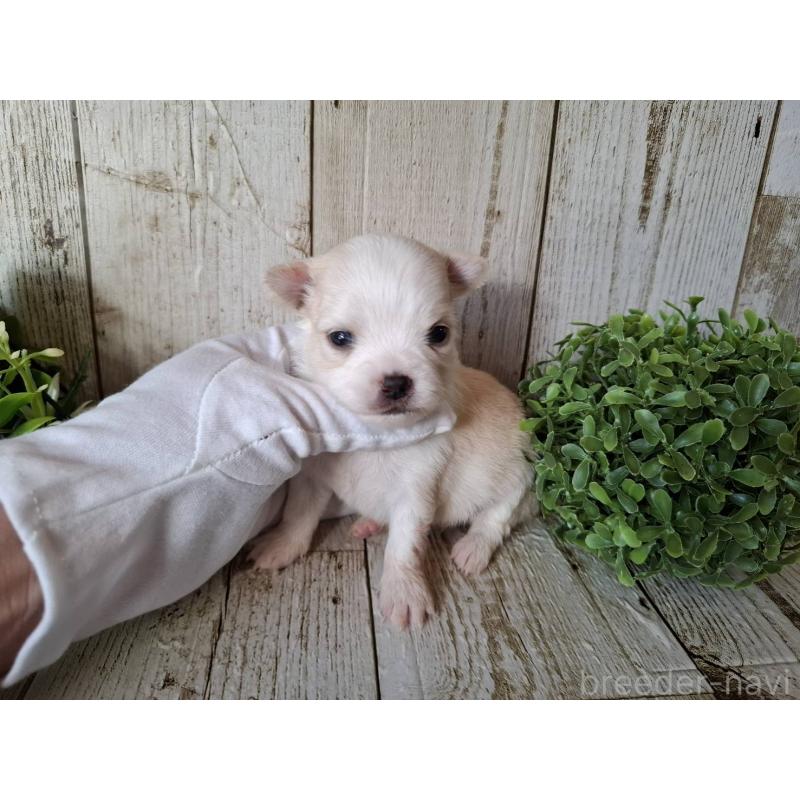 販売中の千葉県のチワワ(ロングコート)-441803の2枚目