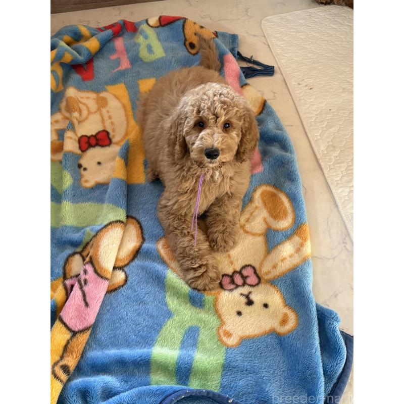 商談中の茨城県のスタンダードプードル-433641の5枚目