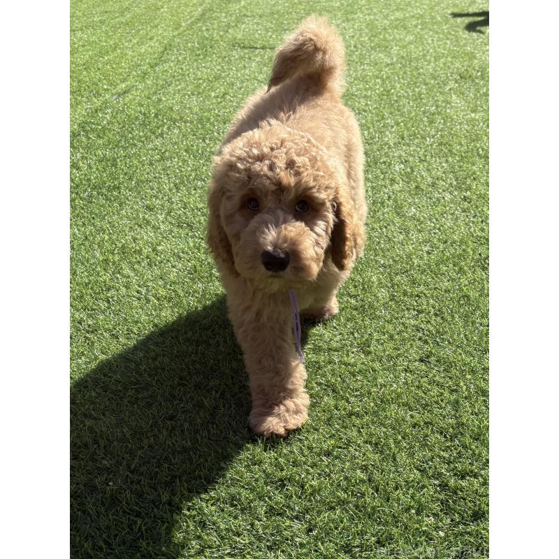 商談中の茨城県のスタンダードプードル-433641の4枚目